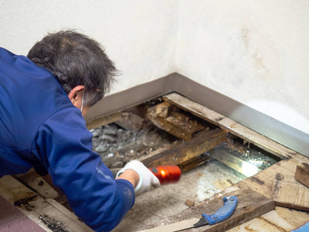 Best HVAC Mold Remediation in Houghton Lake, MI