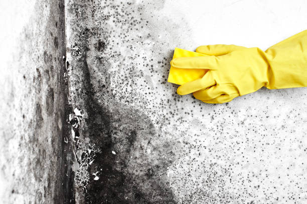 Best Preventive Mold Services in Houghton Lake, MI