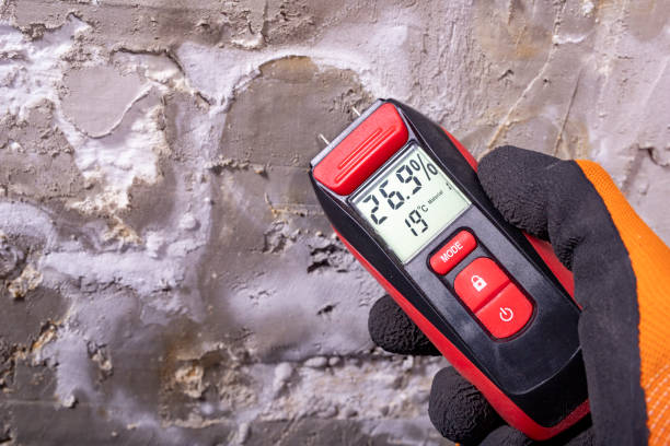 Best DIY Mold Remediation Support Services in Houghton Lake, MI