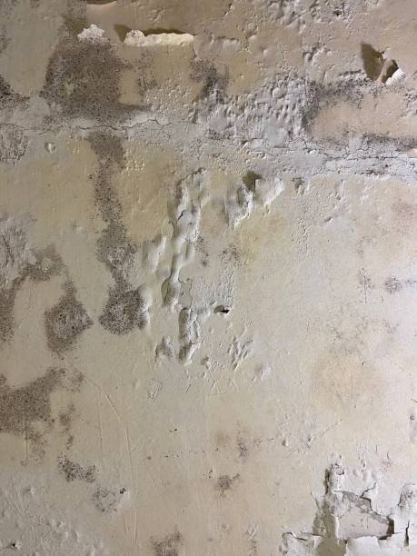 Best Mold Remediation for Specific Building Types in Houghton Lake, MI