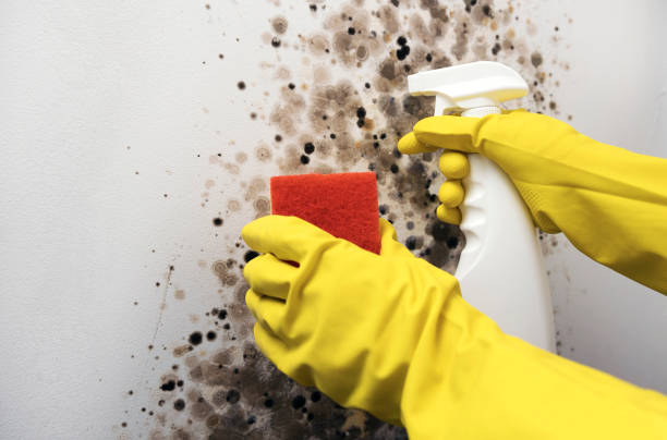 Best Emergency Mold Remediation in Houghton Lake, MI