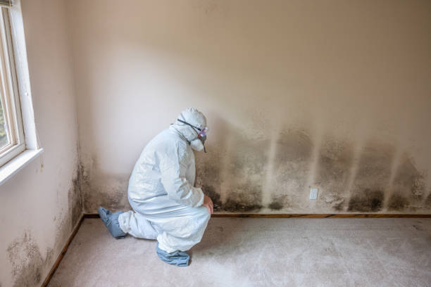 Best HVAC Mold Remediation in Houghton Lake, MI