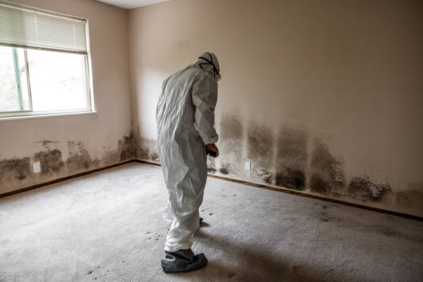 Best Bathroom Mold Remediation in Houghton Lake, MI