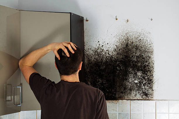 Best Mold Remediation for Schools in Houghton Lake, MI