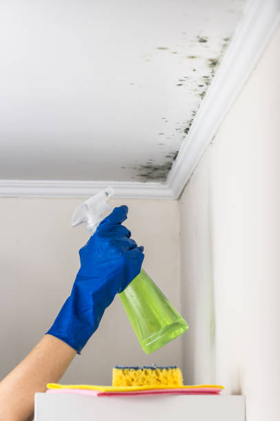 Best Mold Remediation for Schools in Houghton Lake, MI